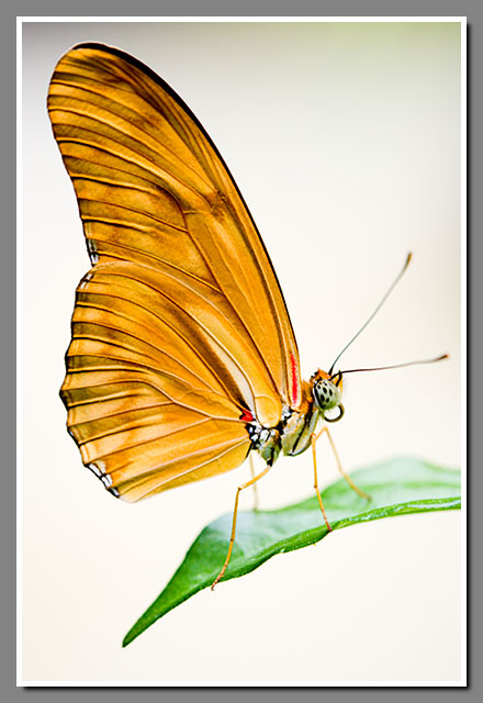 Dryas iulia, Dryas julia, Julia butterfly, Julia Heliconian, insect