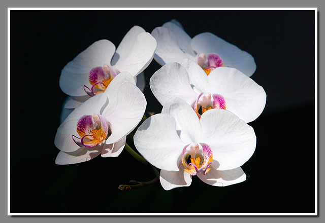 orchid, flower, Doritaenopsis, Olbrich Botanical Gardens, Madison, Wisconsin