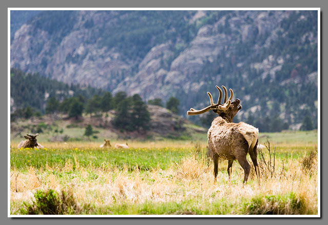 Rocky Mountain National Park, North American bull elk, Cervus elaphus, Colorado