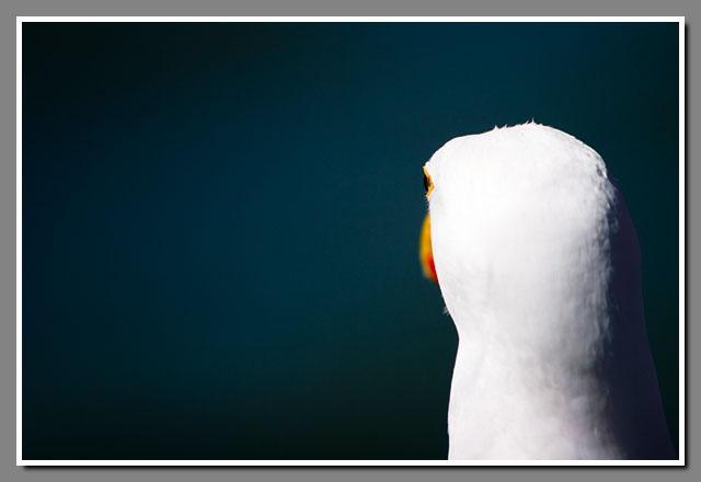gull, San Francisco bay, eye, California