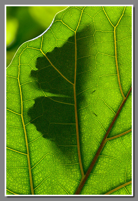 owl butterfly, insect, Caligo memnon