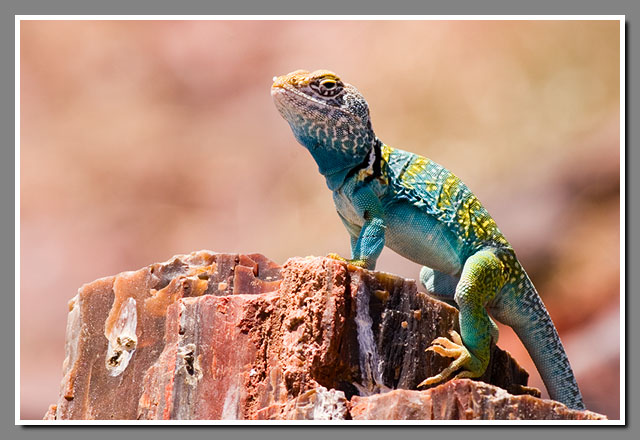 Collared Lizard, Petrified Forest National Park, mountain boomer, Crotaphytus collaris, Arizona
