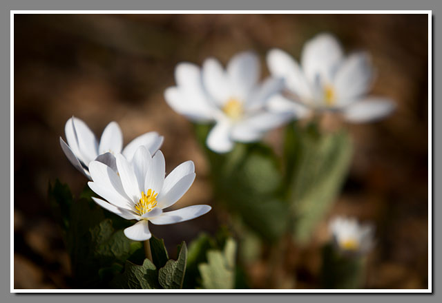 Bloodroot, spring ephemeral, flowers
