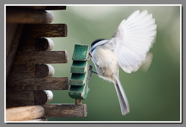 Chickadee, black-capped chickadee, Parus atricapillus, Poecile atricapillus