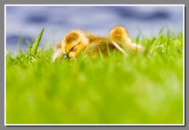 Goslings, Piffner Park, Stevens Point, Wisconsin