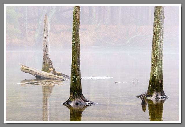 Green Circle Trail, Stevens Point, Wisconsin, trees, fog