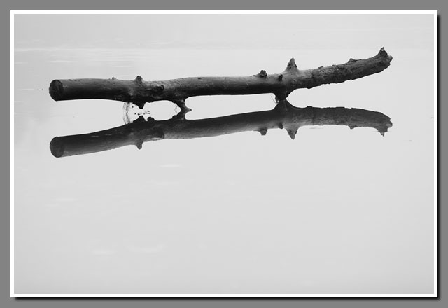 log, frozen, Lake Joanis, Stevens Point, Wisconsin