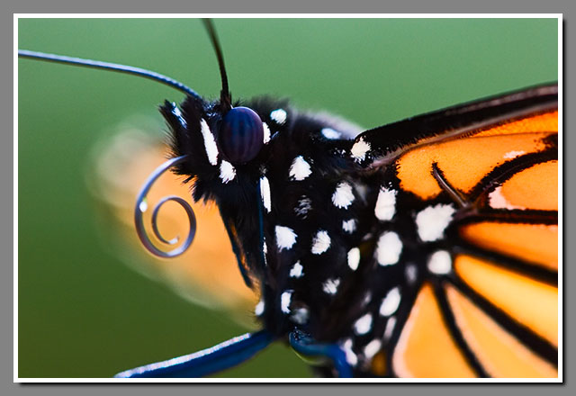 Monarch Butterfly, Danaus plexippus