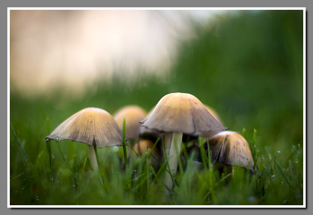 Mushrooms f/1.4