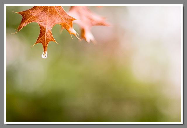 Lake Joanis, Stevens Point, Wisconsin, fog, droplet, leaf